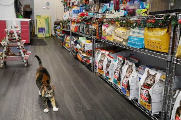 Toko Petshop Terdekat