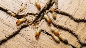 Jasa Anti Rayap Jogja